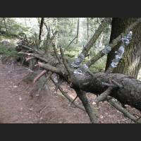 PIC00011_Koenigstuhl_Wanderung.jpg