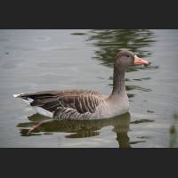 09_Ente_Schloss_Blutenburg.JPG
