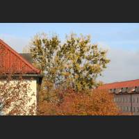 IMG_4295_Maxstadtstr_Mistelbaum.jpg