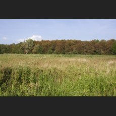 IMG_1366_Wiese_am_Deich_1200.jpg