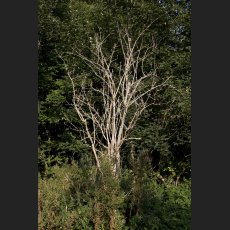 IMG_1373_Baum_Deichwiese_1200.jpg