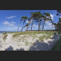 IMG_9336_schiefe_Baeume.jpg
