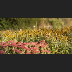 IMG_4622.jpg