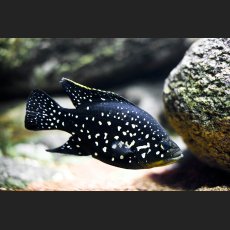 IMG_6469_Fisch.jpg