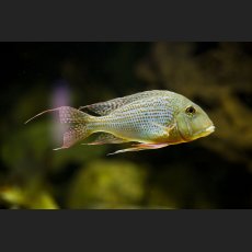 IMG_6511_Fisch.jpg