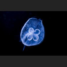 IMG_6607_Qualle.jpg