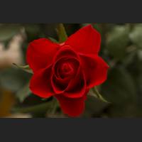 IMG_0023_rote_Rose.jpg