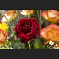 IMG_0287_rote_Rose.jpg