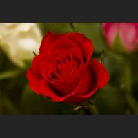 IMG_6982_rote_Rose.jpg
