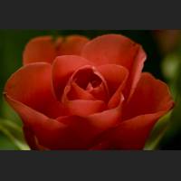 IMG_7018_Rose.jpg