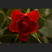 IMG_7021_Rose.jpg