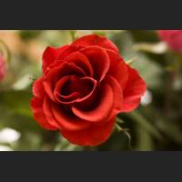 IMG_7272_rote_Rose.jpg