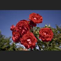 IMG_0001_rote_Rosen_1200.jpg
