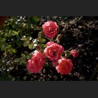 IMG_0016_rote_Rosen_1200.jpg