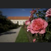IMG_0029_Rose_Schloss_1200.jpg