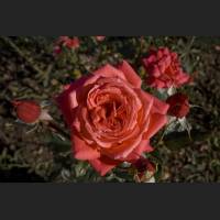 IMG_0030_rote_Rosen_1200.jpg