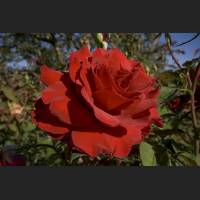 IMG_0068_rote_Rose_1200.jpg