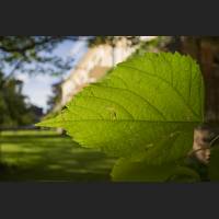IMG_0126_Blatt_Schloss_1200.jpg