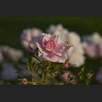 IMG_0293.jpg