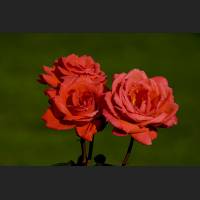IMG_8678__Schloss_Dachau_Garten_Rosen_1200.jpg