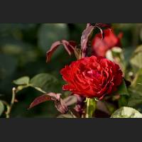 IMG_8689_Schloss_Dachau_Garten_rote_Rose_1200.jpg