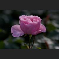 IMG_8718_Schloss_Dachau_Garten_rosa_Rose_1200.jpg