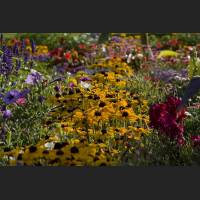 IMG_8723_Schloss_Dachau_Garten_Blumenmeer_1200.jpg