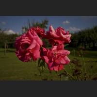 IMG_9198_rote_Rosen_1200.jpg