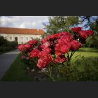 IMG_9206_rote_Rosen_Schlosspark_Dachau_1200.jpg