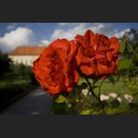 IMG_9209_rote_Rosen_Schlosspark_Dachau_1200.jpg