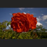 IMG_9211_rote_Rosen_1200.jpg