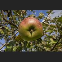 IMG_9224_Apfel_1200.jpg