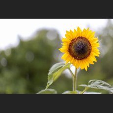281A4860_Sonnenblume.jpg