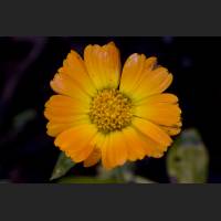 IMG_0051_Ringelblume.jpg