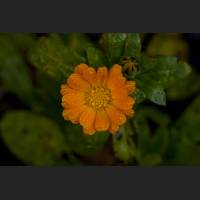 IMG_0108_Ringelblume.jpg