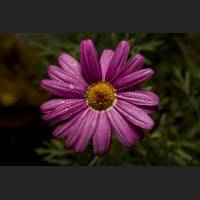 IMG_0151_magarite.jpg