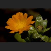 IMG_0158_Ringelblume.jpg