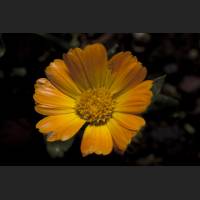 IMG_0165_Ringelblume.jpg
