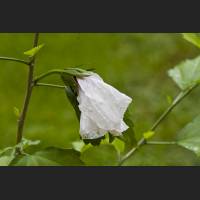IMG_1834_Hibiskus.jpg