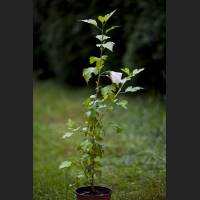 IMG_1836_Hibiskus.jpg