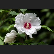 IMG_2418_Hibiskus.jpg