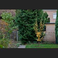 IMG_3396_Apfelquitte.jpg