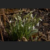 IMG_5041_Schneegloeckchen_1200.jpg