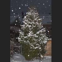 IMG_5125_Garten_Schnee.jpg