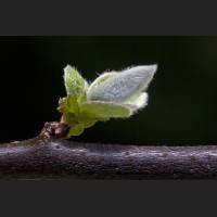 IMG_6728_Apfelquitte.jpg