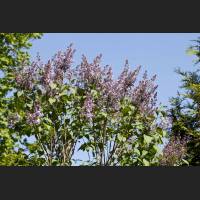 IMG_6813_Flieder.jpg