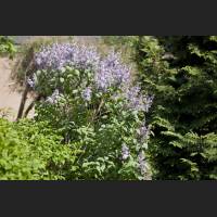 IMG_6898_Flieder.jpg