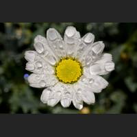 IMG_7323_Margerite.jpg