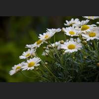 IMG_7821_Margerite_2400.jpg