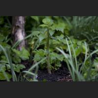 IMG_7846_Himbeere_2400.jpg